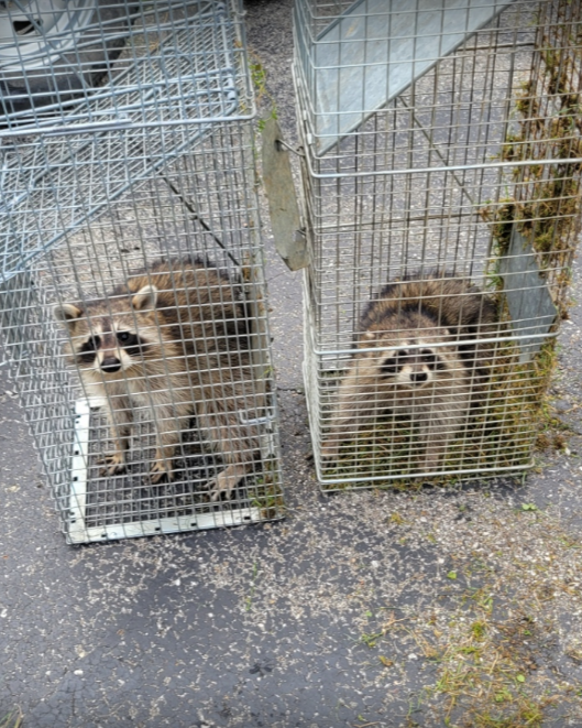 Safe raccoons captured by Michigans Bat Expert