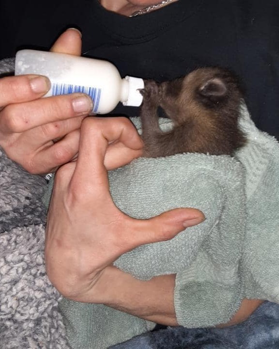 Safe Raccoon after Removal by Michigans Bat Expert