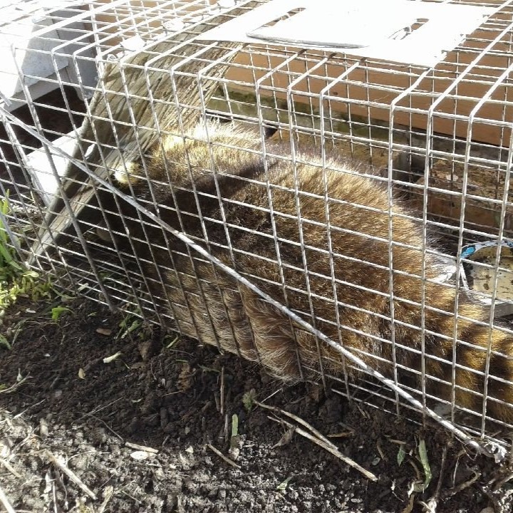 Raccoon Removal Rochester Hills