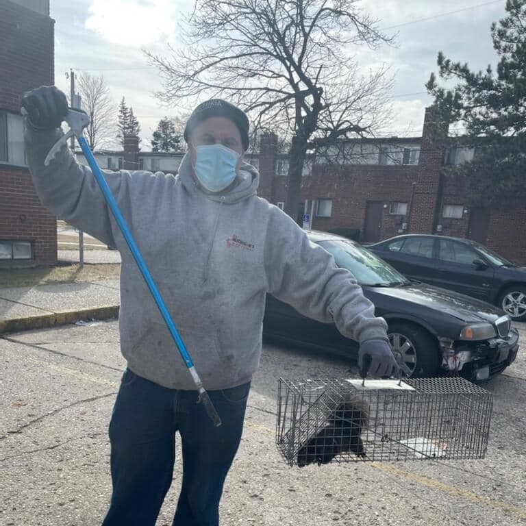 Skunk Removal Rochester Hills