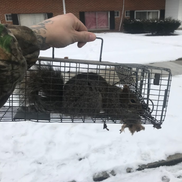 Squirrel Removal Commerce Township Michigan