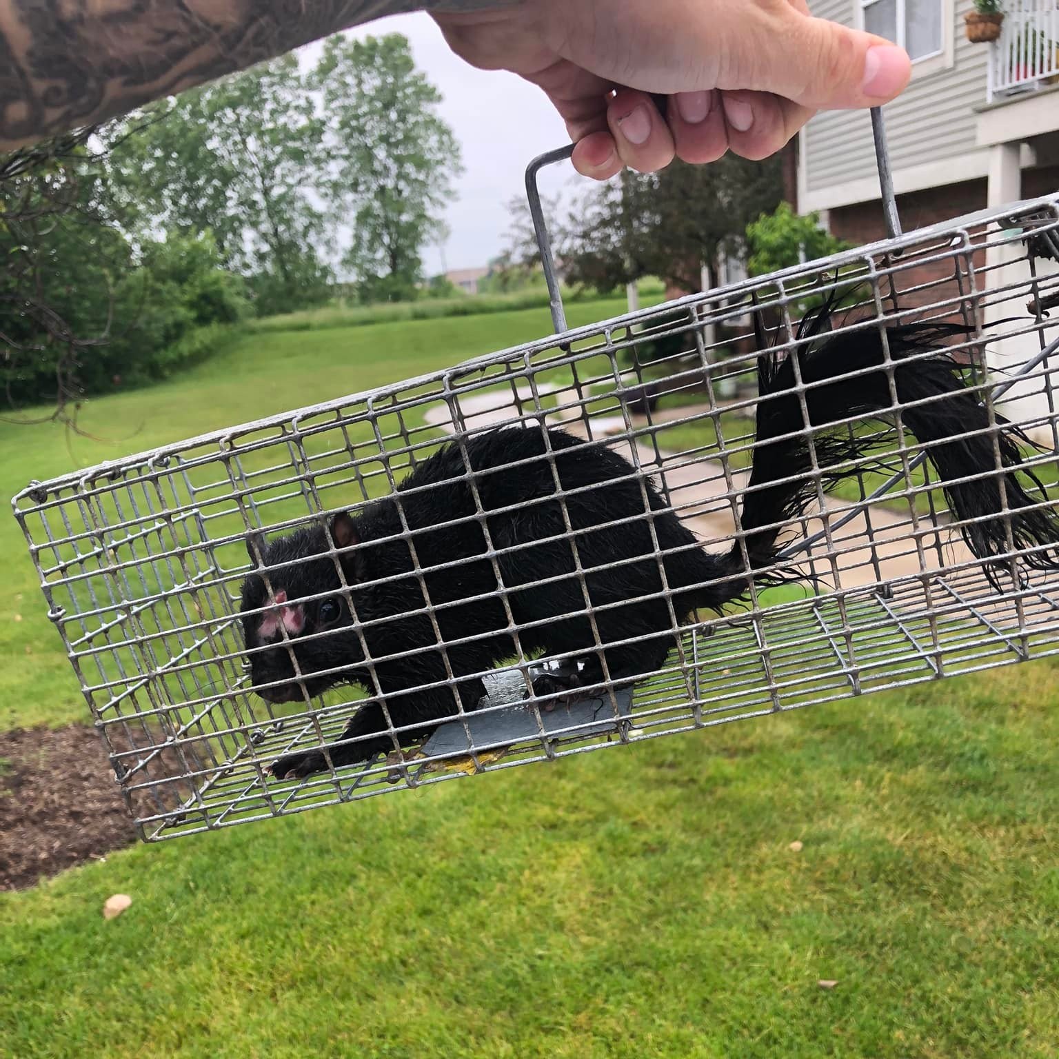 Squirrel Removal Rochester Hills