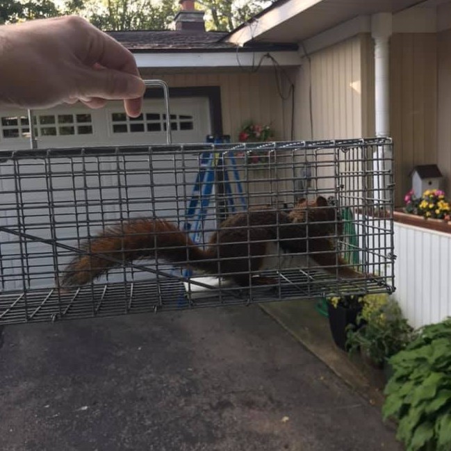 Squirrel Removal West Bloomfield Michigan