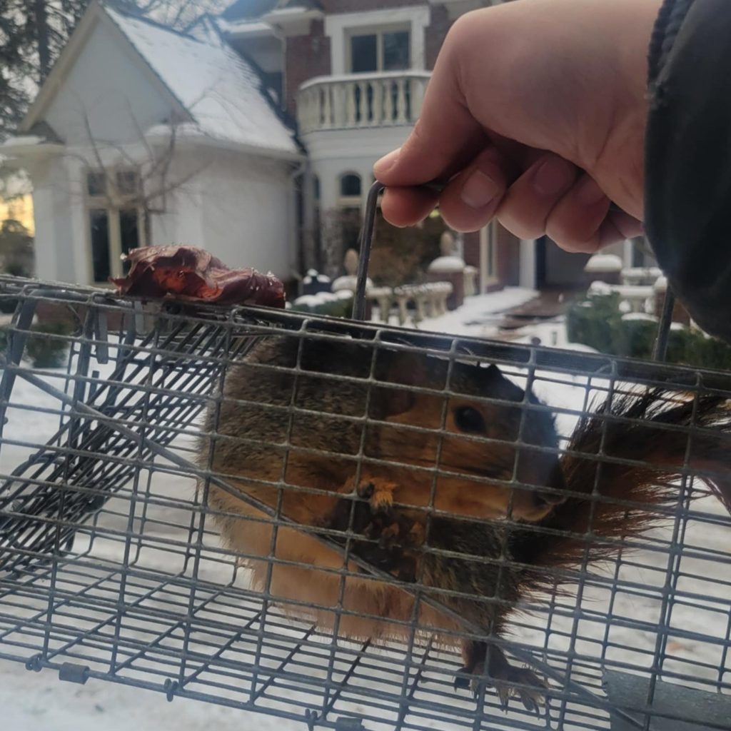 Squirrel Removal sterling