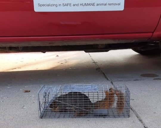 Squirrel Removal in Sterling Heights