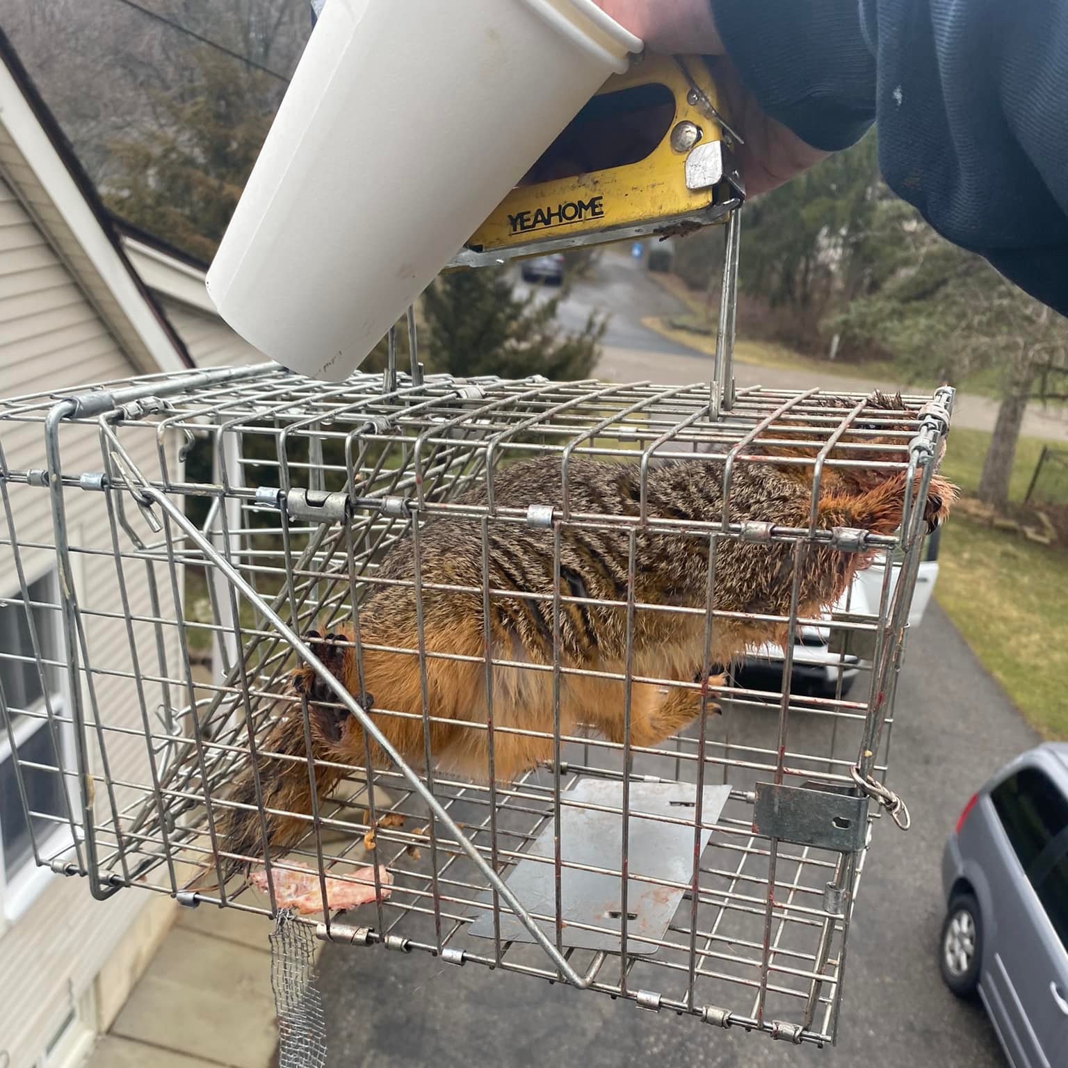 White Lake Township Squirrel Removal