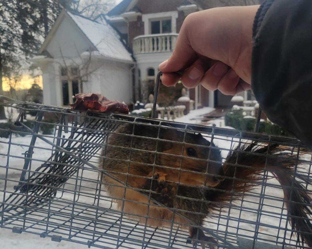 Squirrel Removal in Pontiac