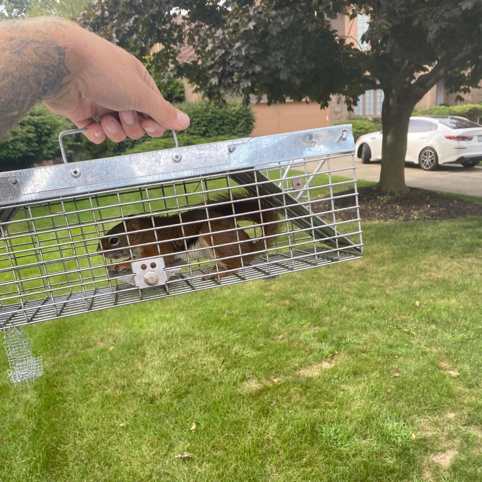 Commerce Township Squirrel Removal