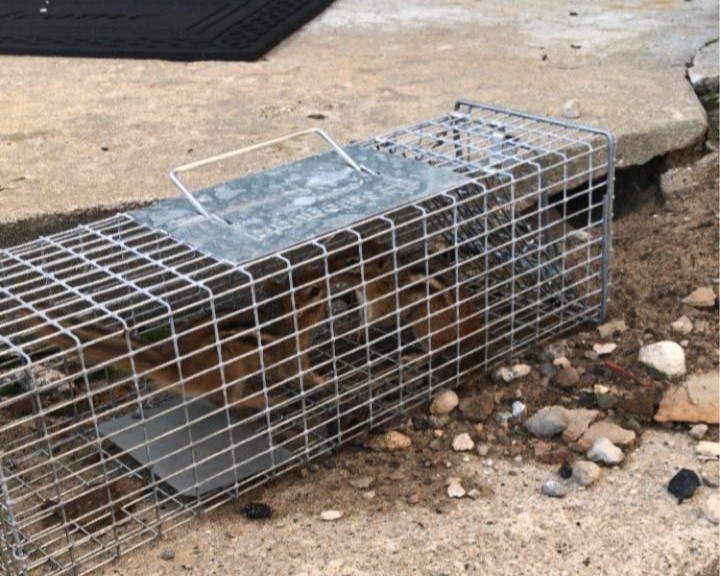 Squirrel Removal in Auburn Hills