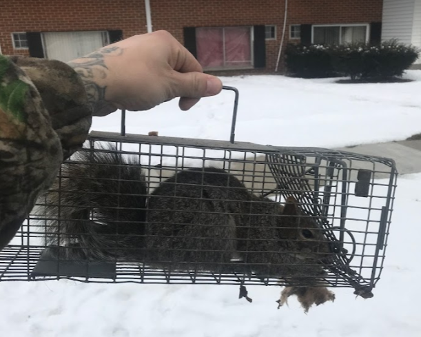 Squirrel Removal in Commerce Township