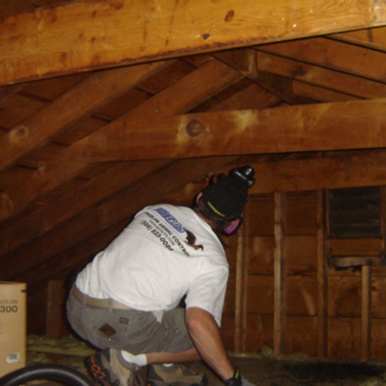 Bat Removal Michigans Bat Expert