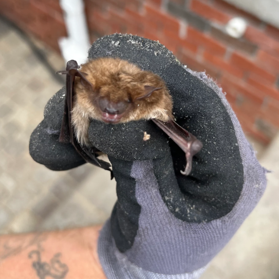 Expert Bat Removal in Hamburg Township