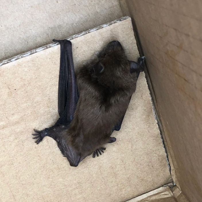 Expert Bat Removal in Unadilla Township
