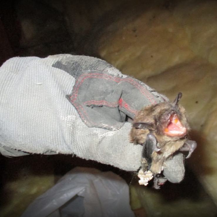 Expert Bat Removal in Deerfield Township
