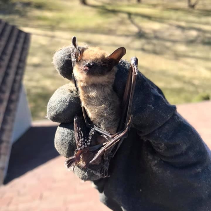 Expert Bat Removal in Handy Township