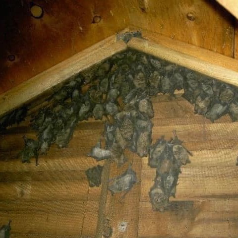 Expert Bat Removal in Harrison Township