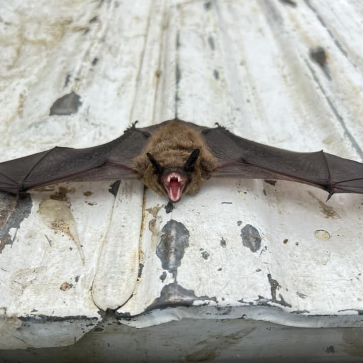 Expert Bat Removal in Chesterfield Township