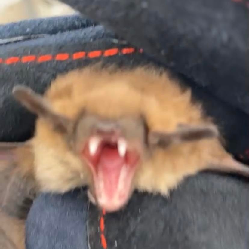 Expert Bat Removal in Lapeer
