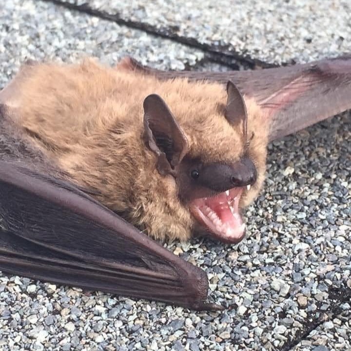 Expert Bat Removal in Macomb Township
