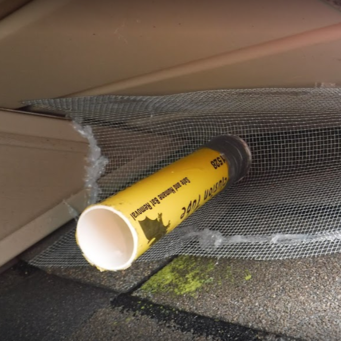 Expert Bat Removal in Mount Clemens