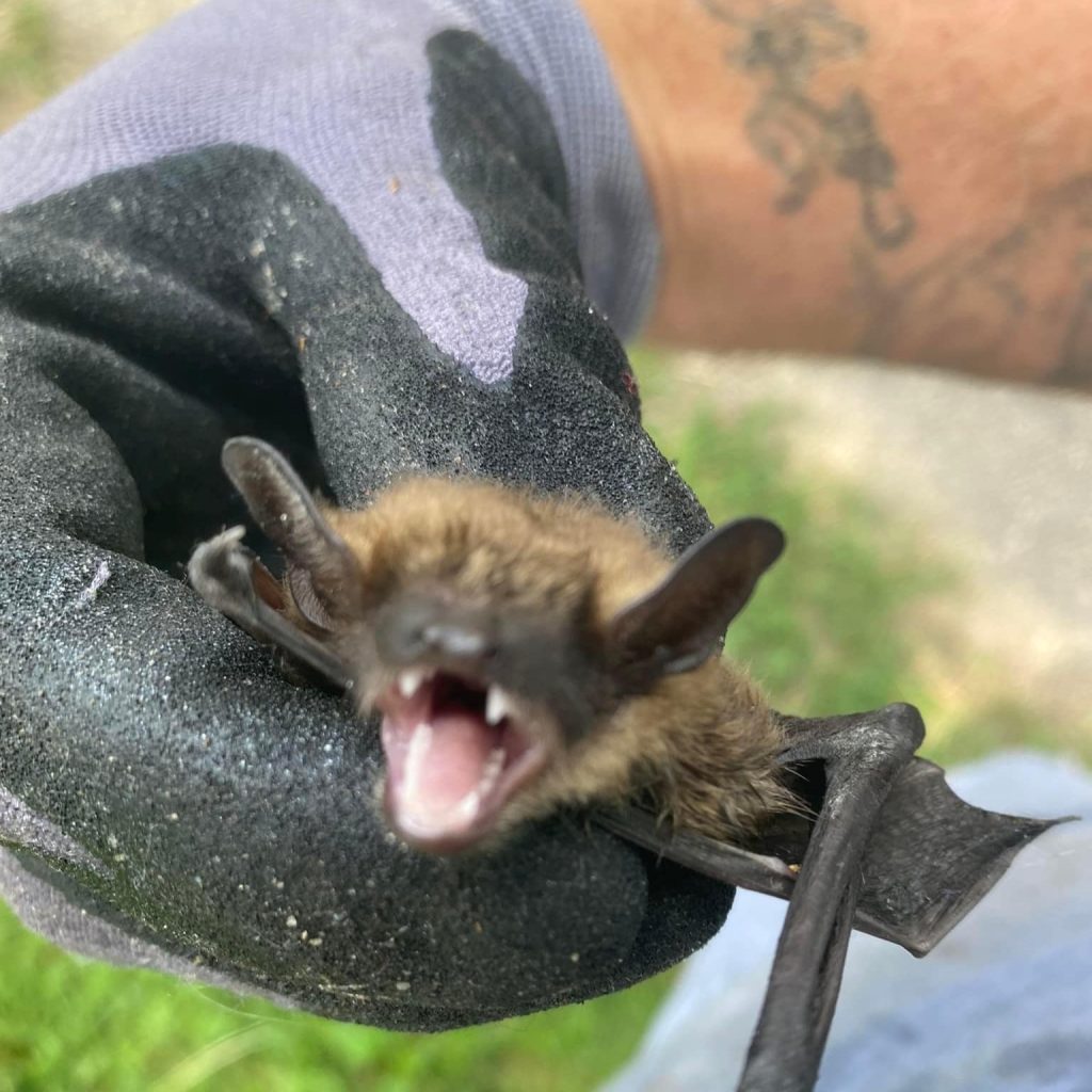 Expert Bat Removal in Pinckney
