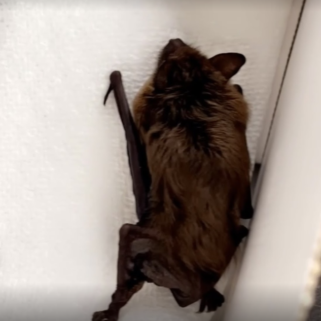 Expert Bat Removal in Roseville