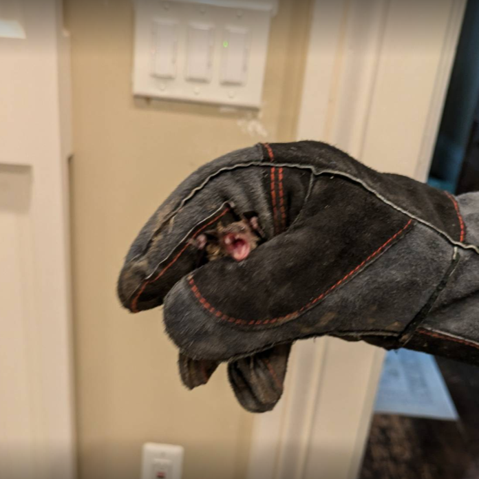 Expert Bat Removal in Genoa Township