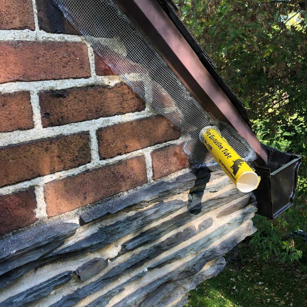 Expert bat Removal in Green Oak Township