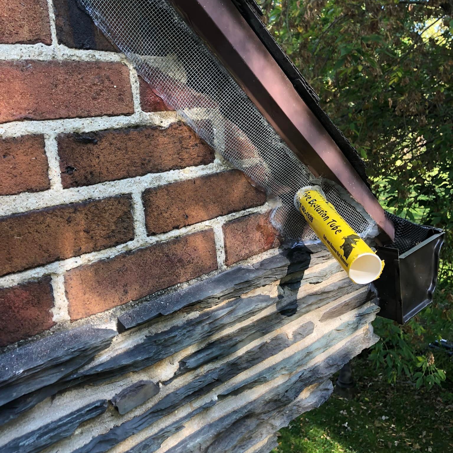 Expert bat Removal in Green Oak Township