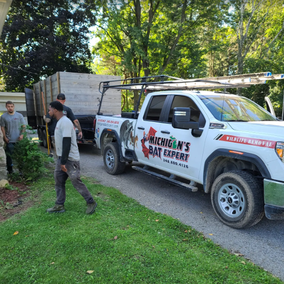 michigans bat expert bat removal